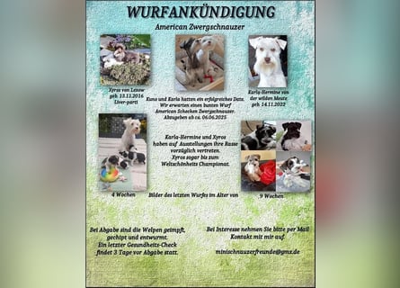 American Zwergschnauzer Braun weiß geb 05.04.2025