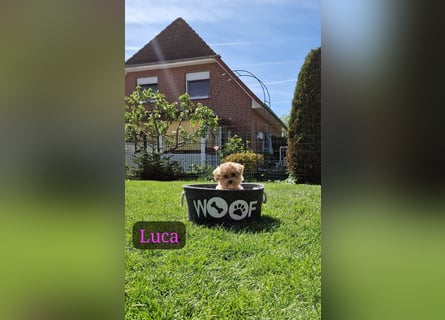Maltipoo F 1 Welpen
