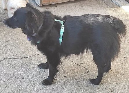 ungar. Zamperl MOLLY - 8 Jahre, 35cm/9,8kg - kleiner Mischling