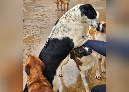 Milla - Gute-Laune-Hund wartet auf Sie