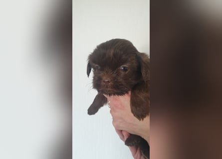 Maltipoo Mischlingswelpen Allergikergeeignet und kleinbleibend suchen neue Familien