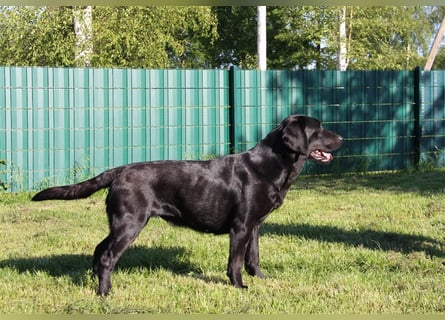 Unsere bildhübschen, vitalen Labradorwelpen sind gelandet!