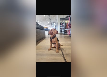 Magyar Vizsla Welpen in Erwartung