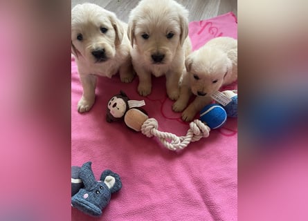 Golden Retriever Welpen abzugeben