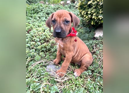 Rhodesien Ridgeback Welpen