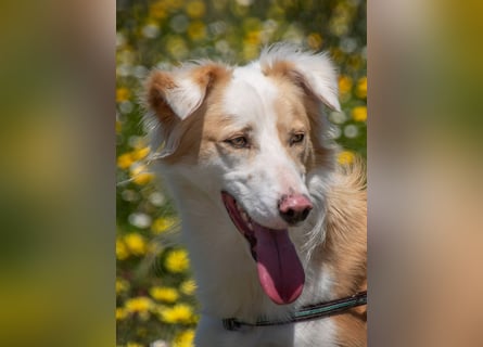 Paky – ein Traumhund aus Portugal
