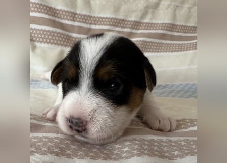 Jack Russell Terrier Welpen mit Papieren