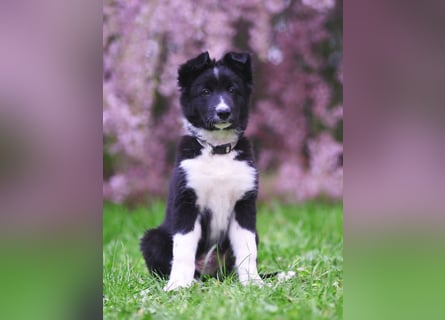 Border collie