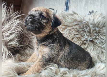 1 süße Border Terrier Hündin sucht ein liebevolles Zuhause