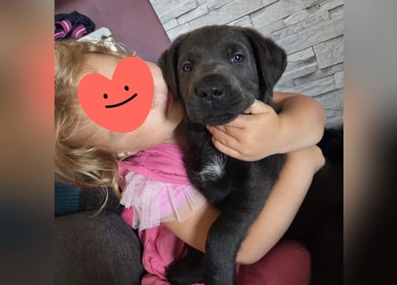 Labradorwelpen