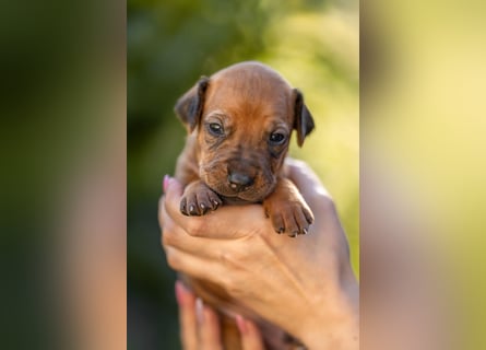 Rhodesian Ridgeback Welpen mit FCI-Ahnentafel