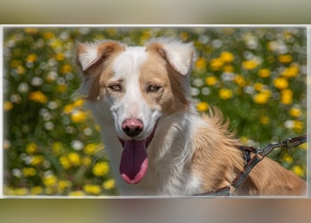 Paky – ein Traumhund aus Portugal