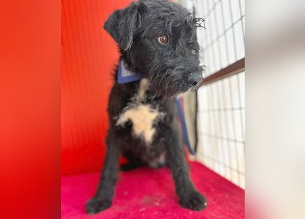 knuffiger kleiner THEO - 8 Monate, 40cm/9kg - Schnauzer-Mix