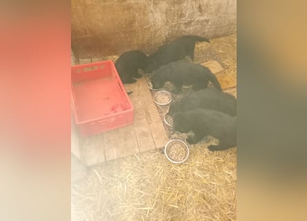 Schäferhund-Mischlingswelpen