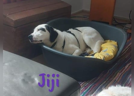 Jiji 07/2023 (in Deutschland) - ruhige und sanfte, wundervolle junge Hündin!