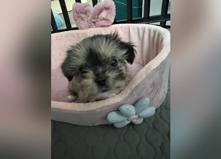 Maltipoo - Welpen - Rüden und Hündin