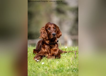 Wunderschöne Irish-Setter-Rüden