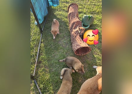 Shiba inu Welpen.   vom Haus Joe   ,Liebhaberzucht