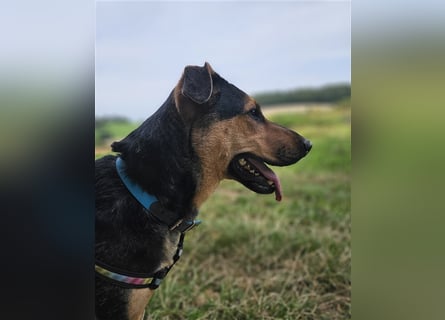 Zuckersüße Tierschutzhündin Zuma sucht Pflegestelle oder zu Hause.