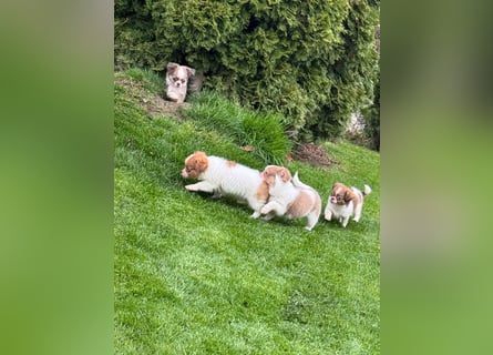 Chihuahua Welpen