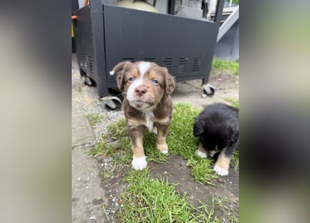 Mini Australien Shepherd Welpen suchen Traumzuhause
