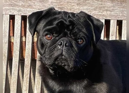 Mops 2.0 Welpen, Rüde, 13 Wochen, Ahnentafel CfdM / VDH / FCI