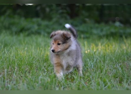 Sheltie Welpen
