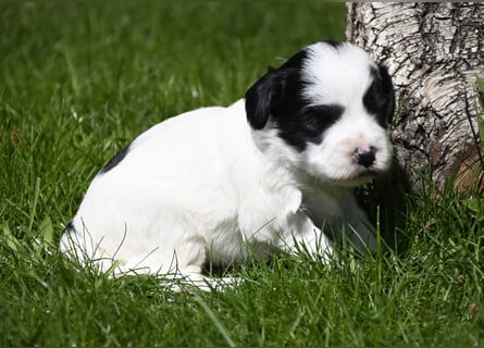 traumhaft hübscher Tibet Terrier Welpen aus erfahrender Zucht  sind geboren dürfen im Juni ausziehen