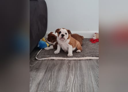 Englische Bulldogge  Welpen