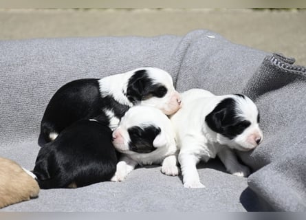 traumhaft hübscher Tibet Terrier Welpen aus erfahrender Zucht  sind geboren dürfen im Juni ausziehen