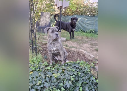 Cane Corso Welpen