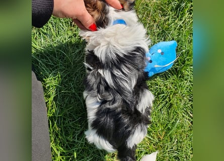 Biewer Yorkshire Terrier, Welpe,Rüde, reinrassig sehr selten