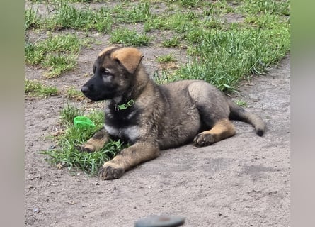 Dunkelgraue Schäferhunde aus Kör-u.Leistungzucht