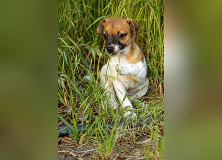 Jack Russell Terrier Welpe (Rüde) abzugeben!