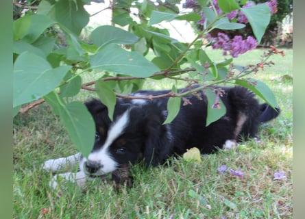 Mini Aussie Welpen Miniatur Australian Shepherd Welpen Welpe