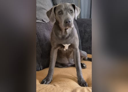 Süße Labradorwalmaraner/ American bully (pocket) Mix