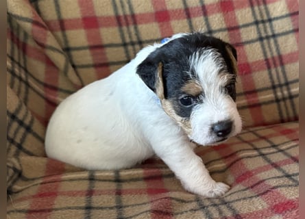 Jack Russel Terrier Welpen