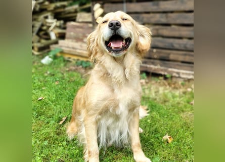 Golden Retriever Hündin erwachsen
