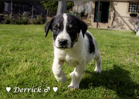 Derrick sucht ab Ende Juni ein liebevolles Zuhause