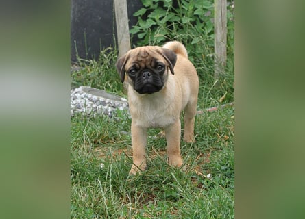 Mops 2.0 Welpen, Rüde, 13 Wochen, Ahnentafel CfdM / VDH / FCI