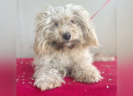 (R) ❤️ superliebe kleine MIMI - 7 Jahre, 30cm - Havaneser-Mix