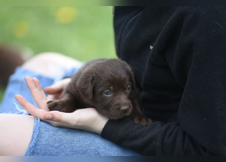 Aussiedor Aussiedorwelpe Welpe Australien Shepherd x Labrador