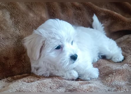 Malteser Welpen
