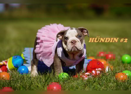 Reinrassige Freiatmende Englische Bulldogge Welpen auf Familiensuche