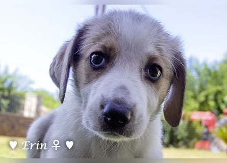 Erin, Emma, Eckie und Enya suchen ein Zuhause