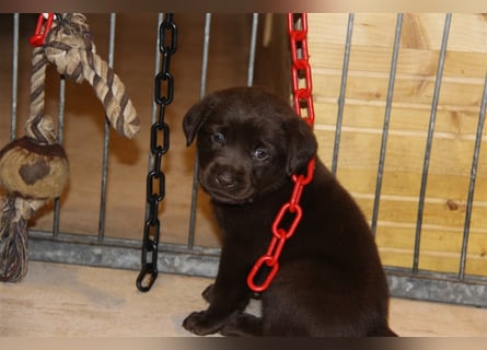 Unsere bildhübschen, vitalen Labradorwelpen sind gelandet!