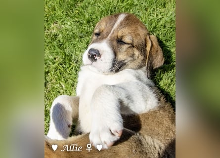 Allie, Adam und Ajax suchen ein Zuhause