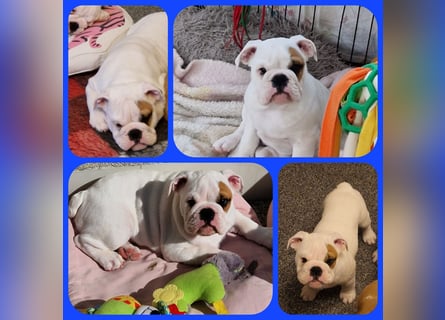 Englische Bulldoggen welpen Top Pedigree FCI