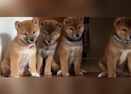Hervorragender Shiba-Inu-Wurf mit hervorragendem Ausstellungspotenzial