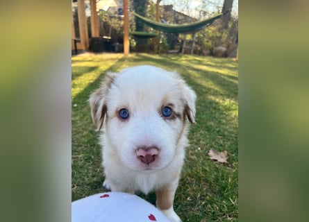 Reinrassige Australian Shepherd Welpen